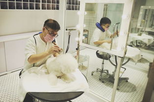 奢華寵物圈 一條狗鏈2萬(wàn)的背后，探秘明星愛(ài)寵的七星級(jí)生活方式